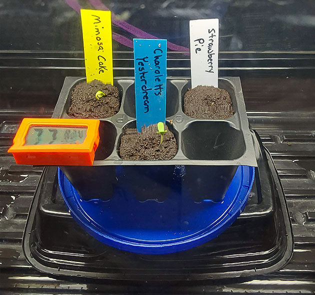 Проращивание семян конопли Mimosa Cake Auto