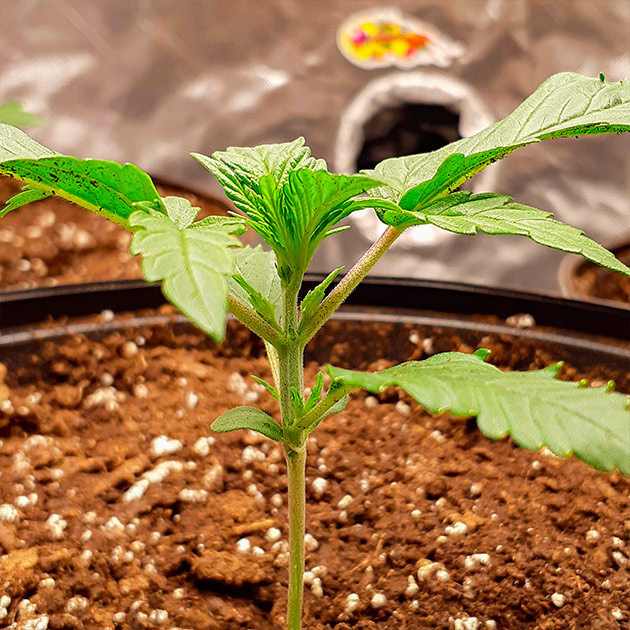 Выращивание конопли Scout Cookies Auto