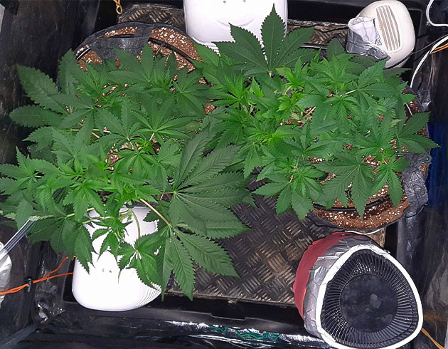 Система автополива для сорта Jack 47