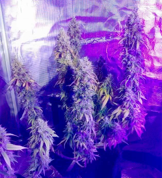Набор массы на позднем этапе роста Каннабис на 13 - 15 неделе созревания