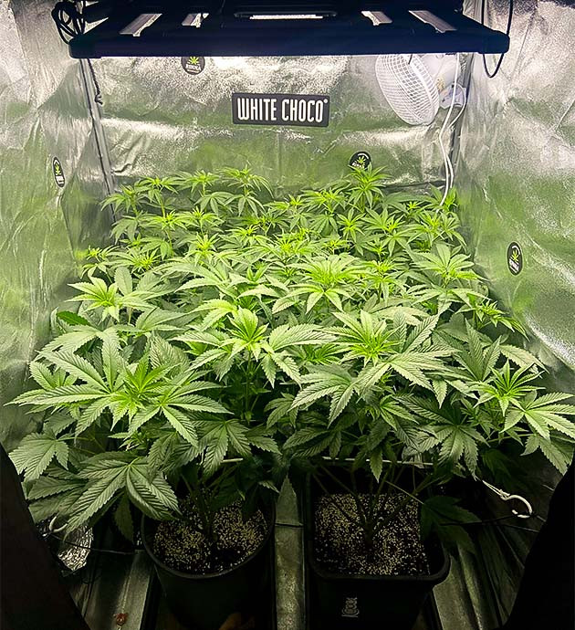 Признаки предцветения Vanilla Frosting