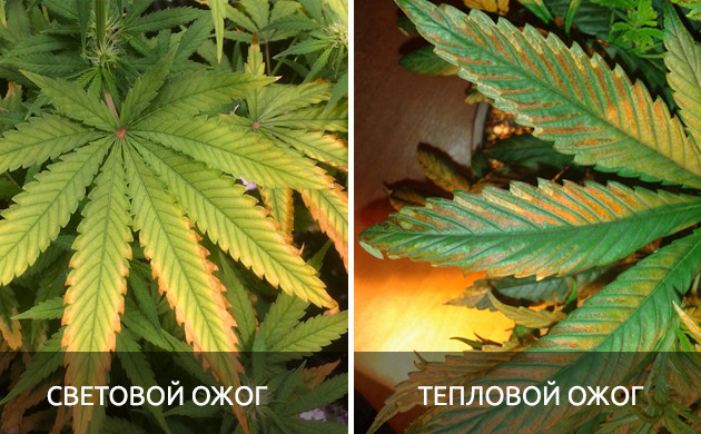 Последствия светового и теплового ожога