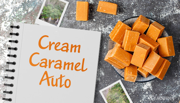 Гроурепорт по выращиванию сорта Cream Caramel Auto
