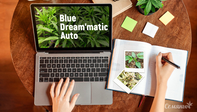 Гроурепорт сорта марихуаны Blue Dream'matic auto fem