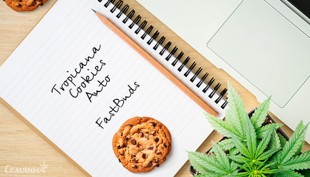 Выращивание сорта конопли Tropicana Cookies Auto в индоре