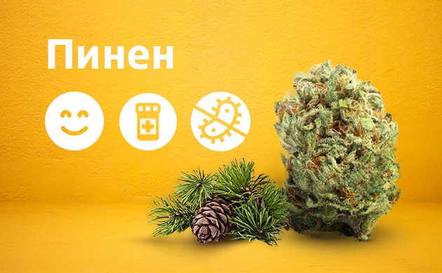 Свойства пинена