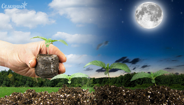 Световой день при пересадке ростка