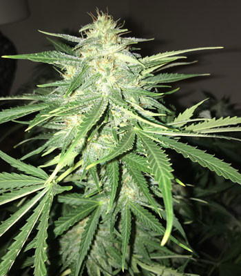 Соцветие Jack 47 Auto