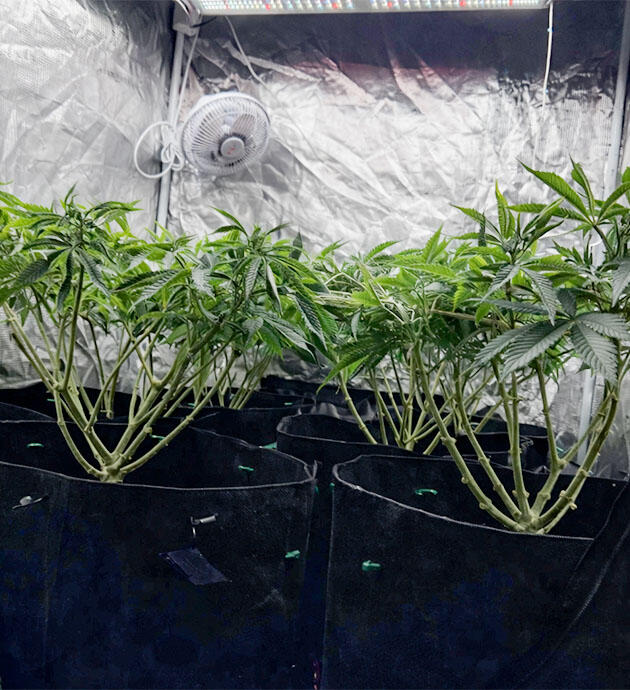 Конопля после лоллипоппинга и органической подкормки