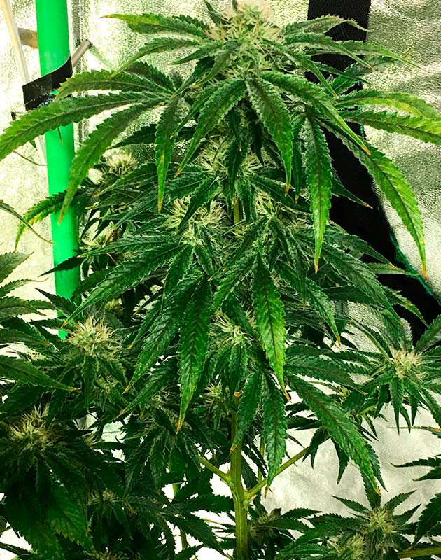 Середина фазы цветения