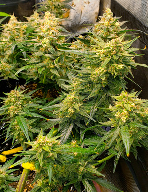 Большие шишки на 8 неделе