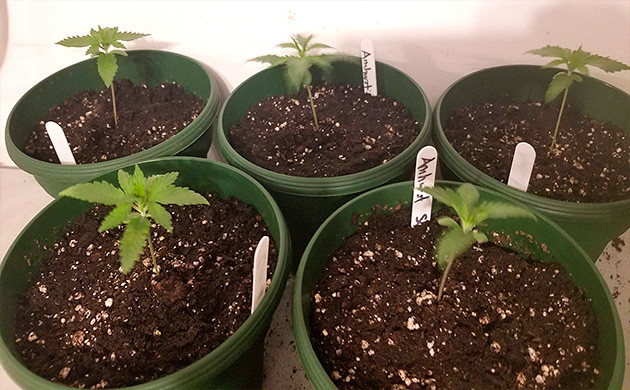 Amherst Sour Diesel вегетация