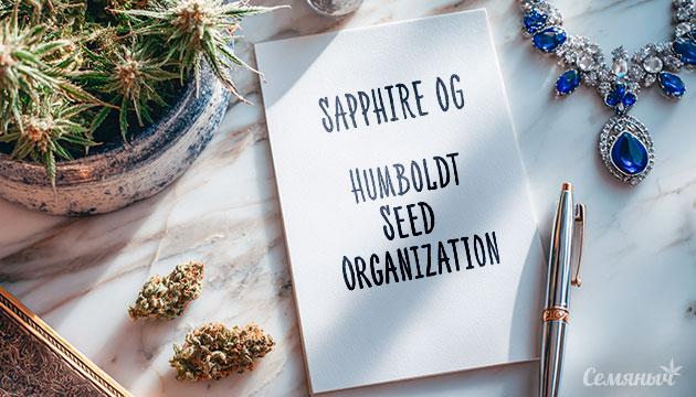 Гроурепорт сорта конопли Sapphire OG от Humboldt Seed Organization