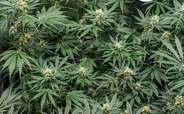 Бошки каннабиса