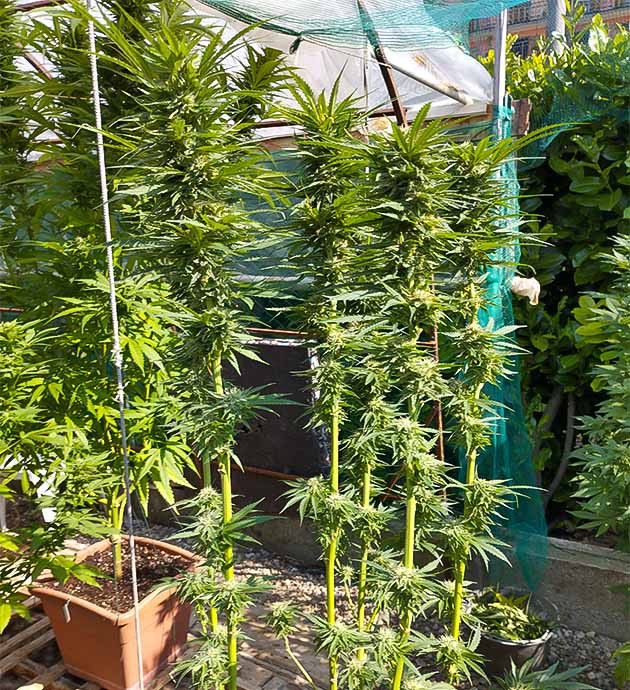 Подготовка к урожаю Runtz Fast Flowering