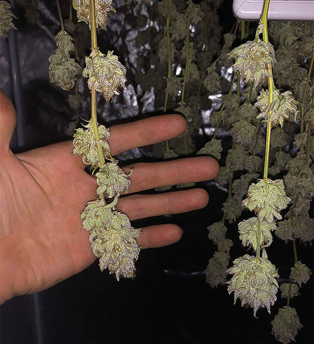 Blueberry Muffin: итоги грова