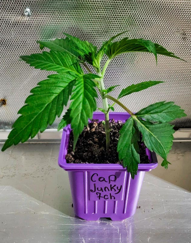 Сорт Cap Junky на 1 первой неделе роста