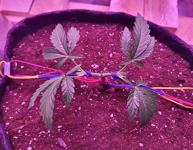 Формирование конопли