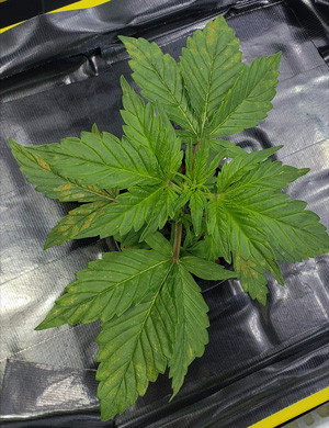 Третья неделя выращивания