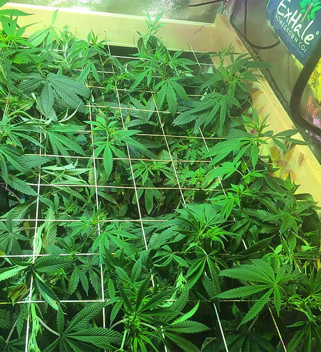 Sapphire OG: увеличение аппетита после стимуляции