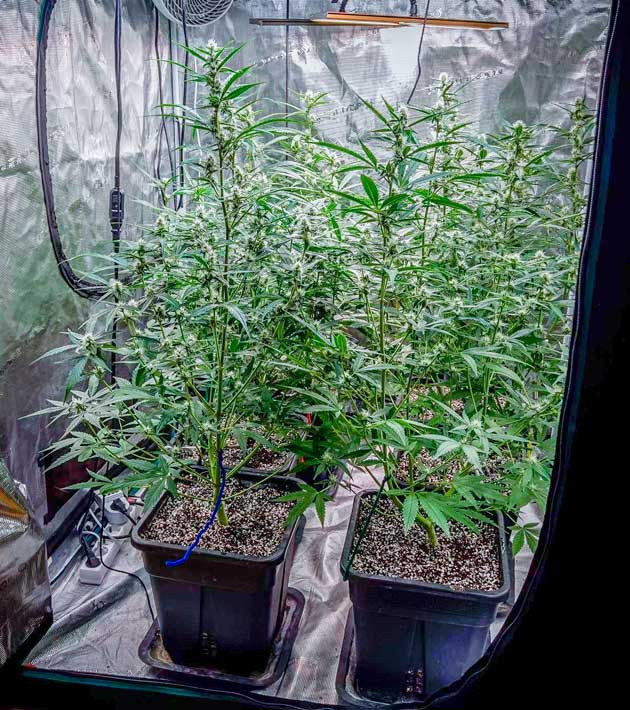 Medusa F1 Auto ростом 85 см