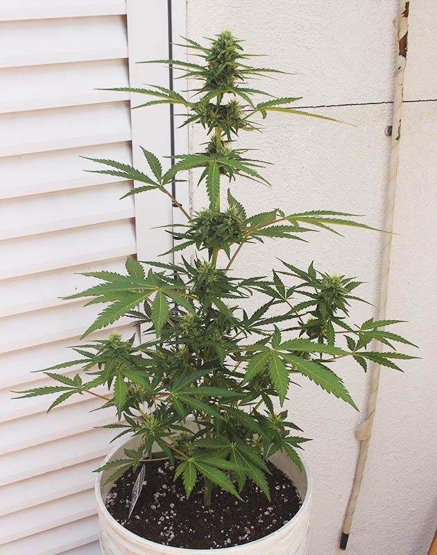 Куст конопли с большой центральной колой