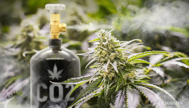 Подача углекислого газа растению конопли