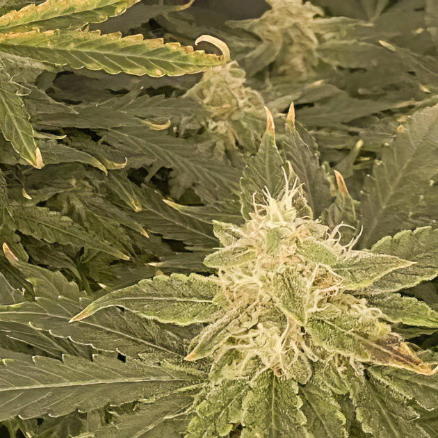 Куст Wedding Cake Auto на завершении цветения