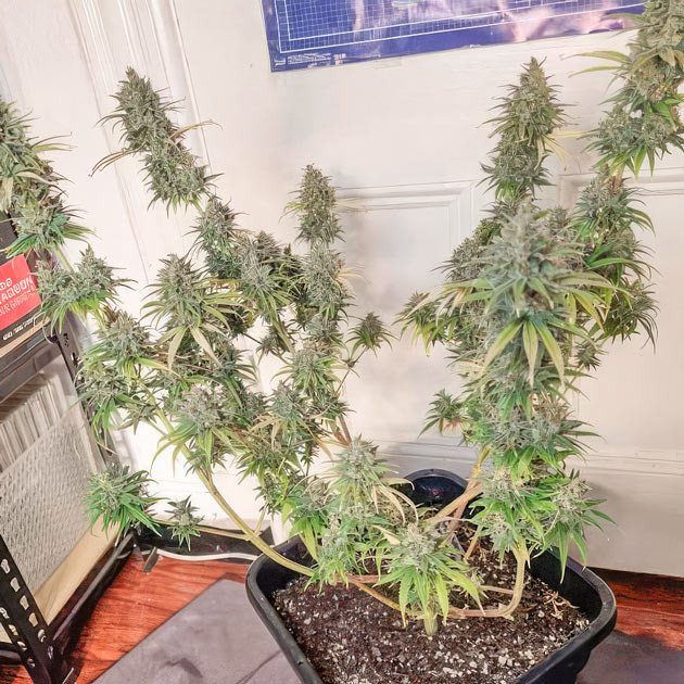 16 неделя роста конопли