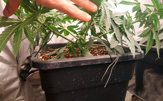 Растягивание ветвей к краям горшка