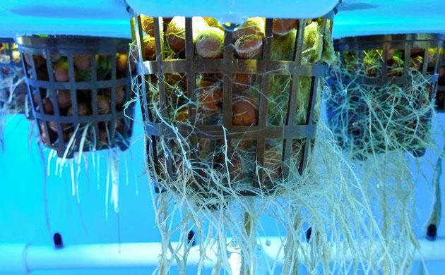 Очистка гидропонной системы