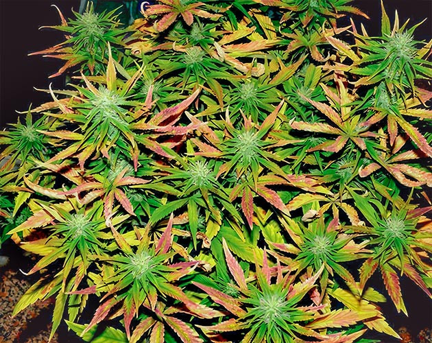 Куст Tropicana Cookies Auto на 8 неделе