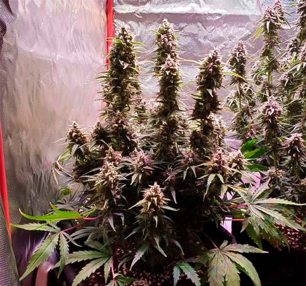 Куст Zkittlez Auto на цветении