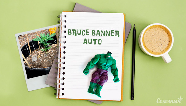 Гроурепорт сорта Bruce Banner Auto от сидбанка Monster Genetics