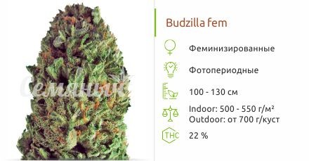Budzilla fem (Heavyweight Seeds)