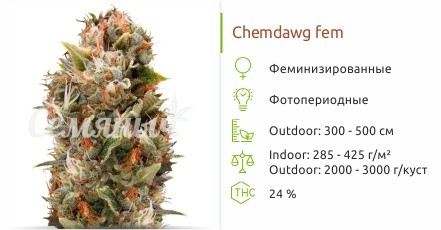 Chemdawg fem от Humboldt Seeds