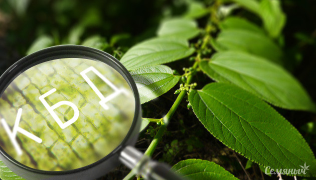 Бразильское растение содержит каннабидиол