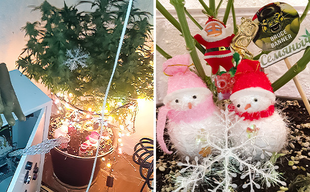 Дед Шу-Чу занял второе место на Канна-ёлке 2024