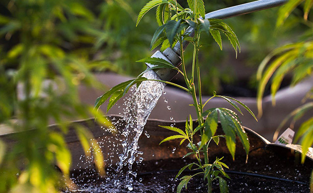 Полив кустов разных сортов