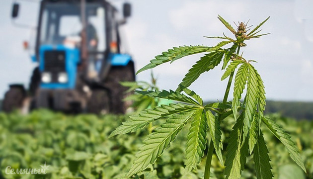 Техническая конопля