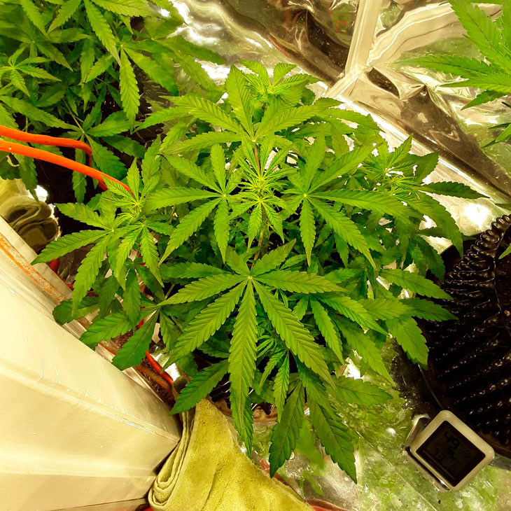Марихуана Auto New York City на 4 неделе вегетации