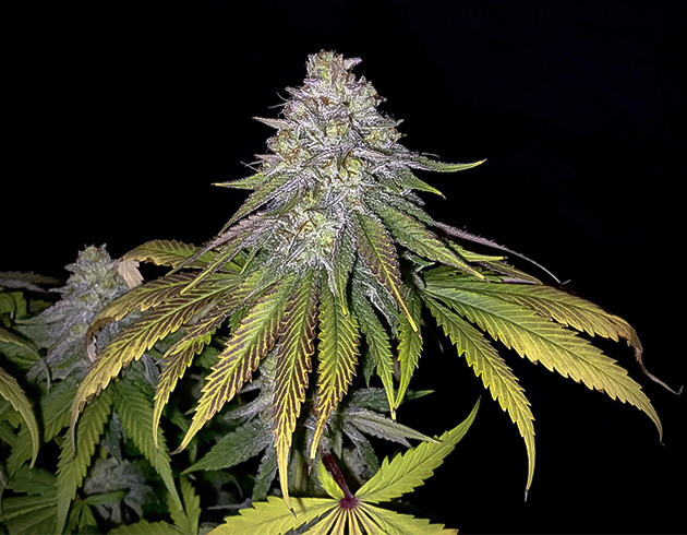 Соцветие Chemical Bride перед харвестом