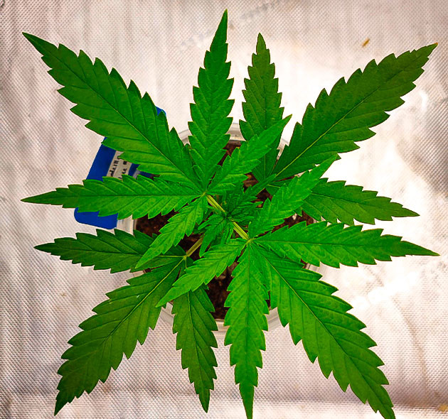 Растишка Godzilla Original Glue GG#4 ростом 18 см