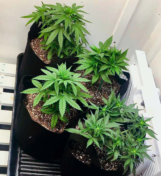 4 неделя выращивания