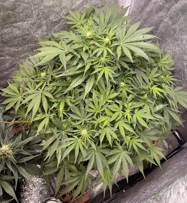 Куст Cherry Cola Auto на 6 неделе выращивания