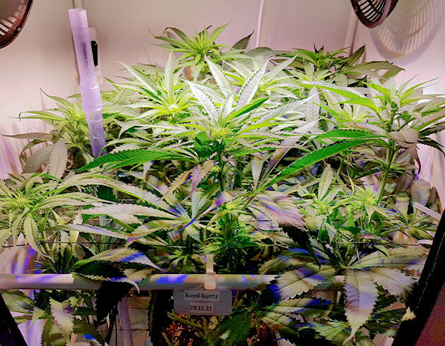 Куст марихуаны на восьмой неделе цветения