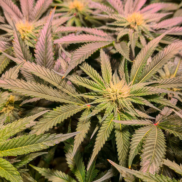 Green Crack 2.0: приближение к харвесту