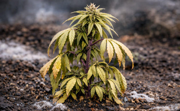 Признаки переохлаждения марихуаны