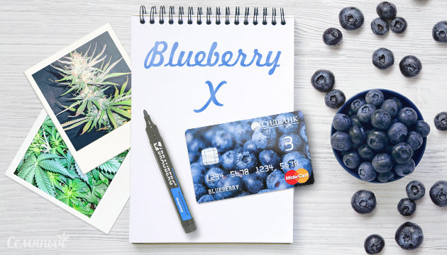 Гроурепорт сорта марихуаны Blueberry X fem