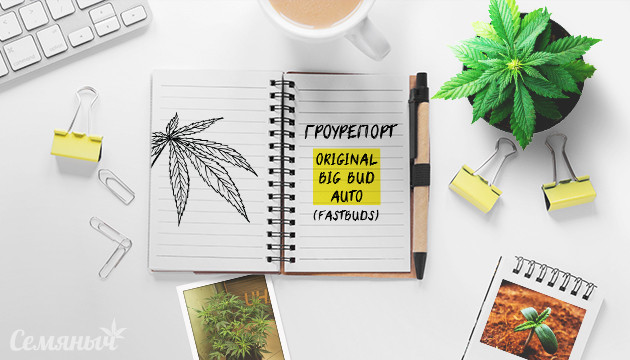 Гроурепорт сорта марихуаны Original Big Bud Auto
